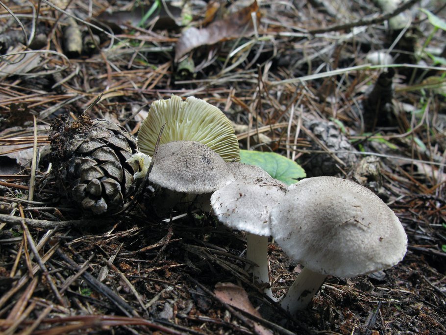 Рядовка опоясанная Tricholoma cingulatum
