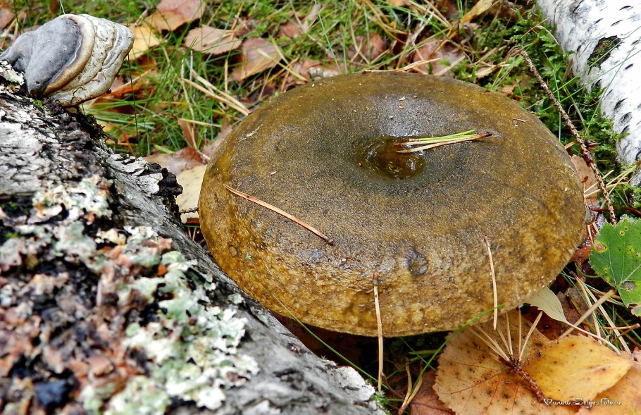 Груздь черный млечник