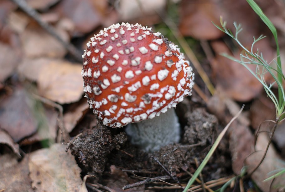 Amanita muscaria тян