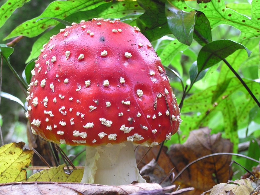 Structure of the Fly agaric