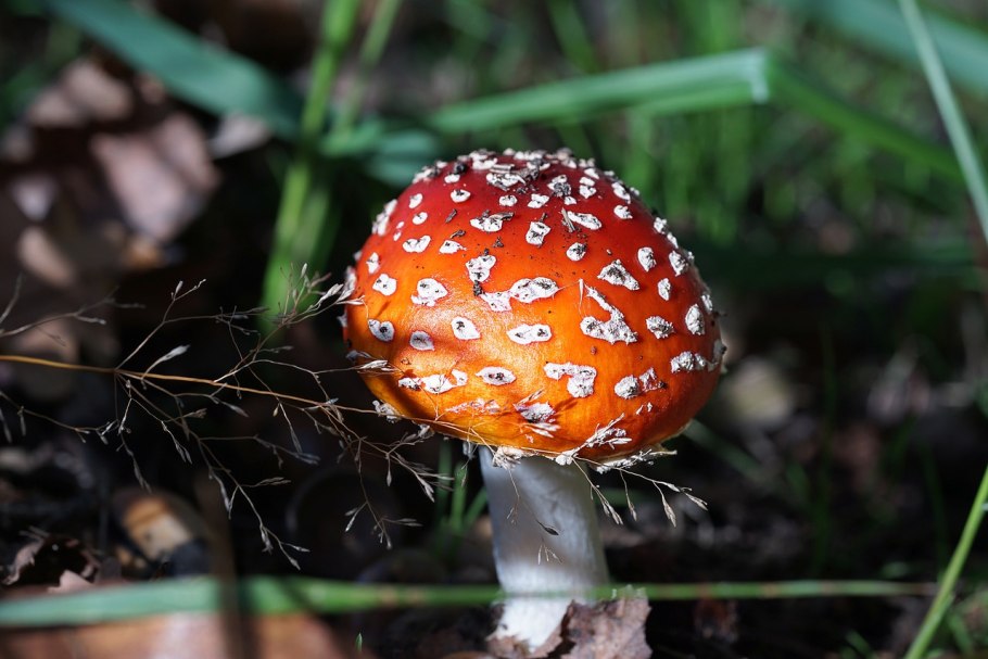 Мухомор в октябре
