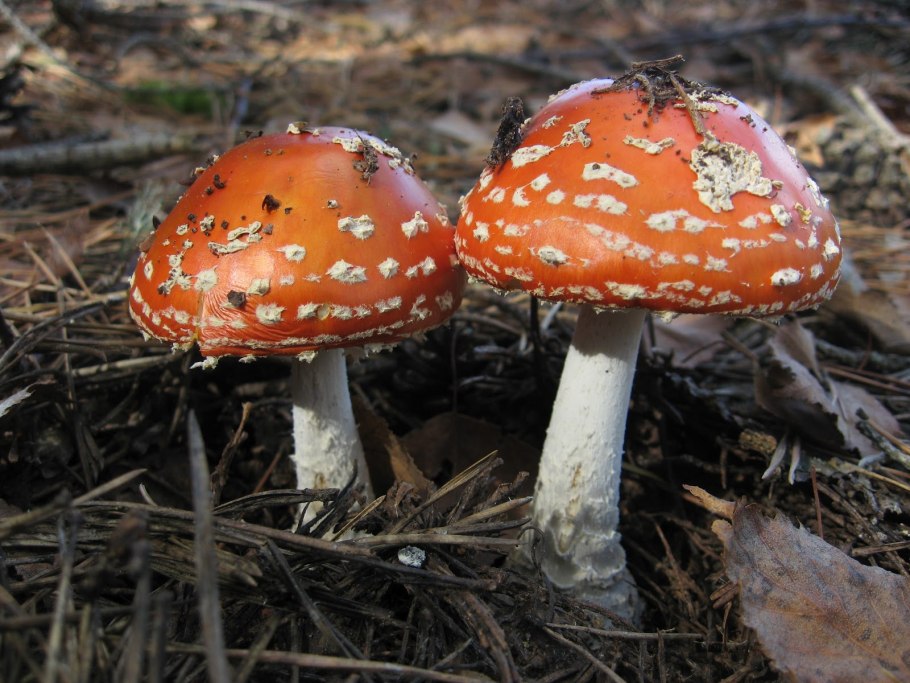 Опасные грибы мухомор красный