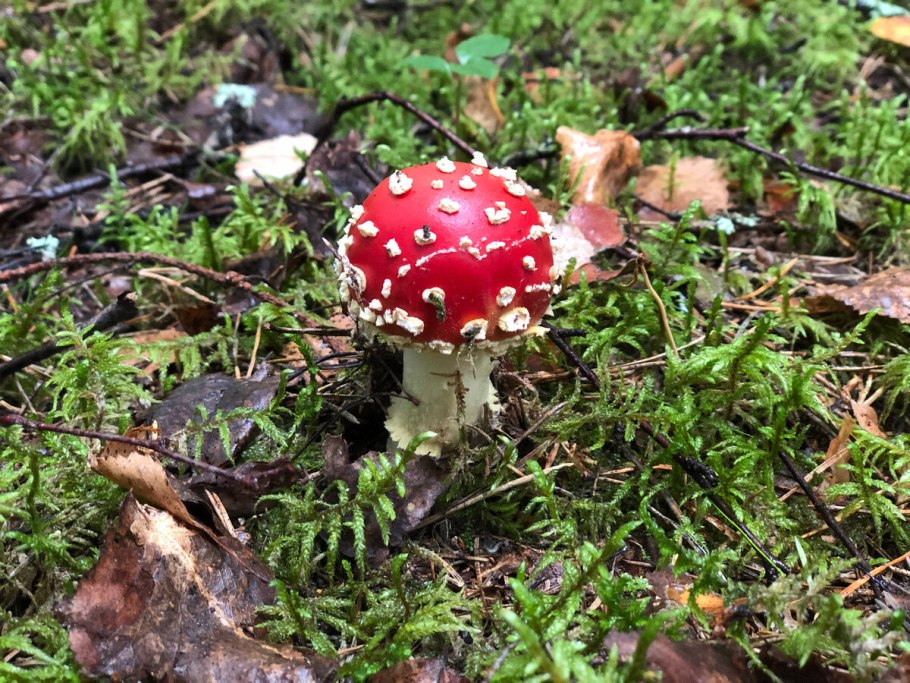 Amanita muscaria