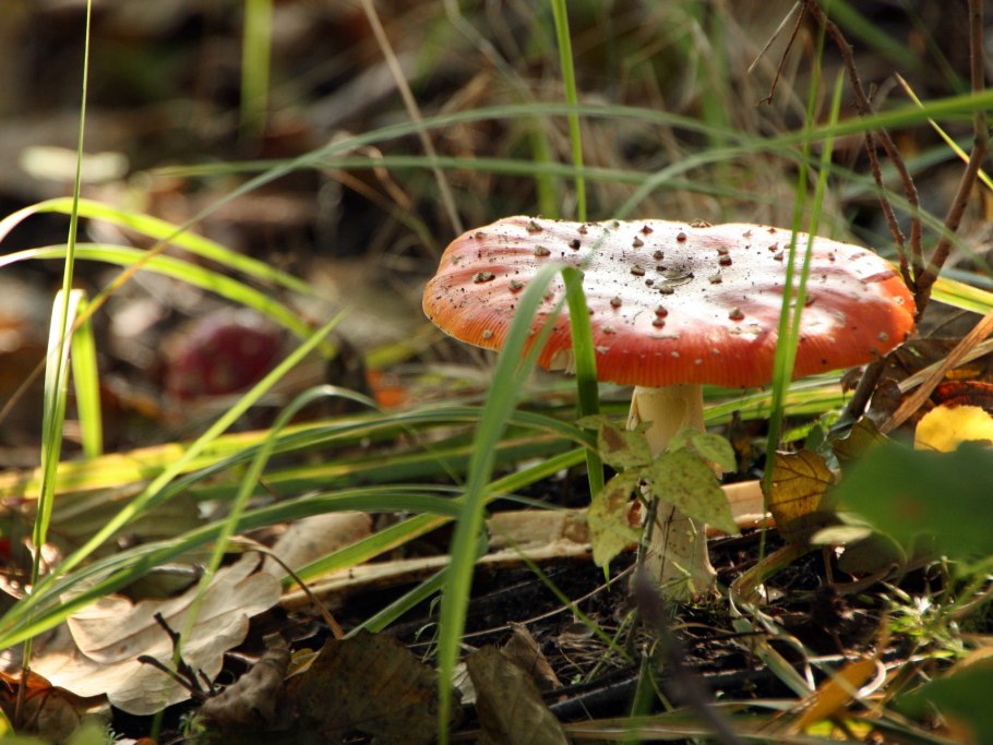 Мухомор с глазами Эстетика