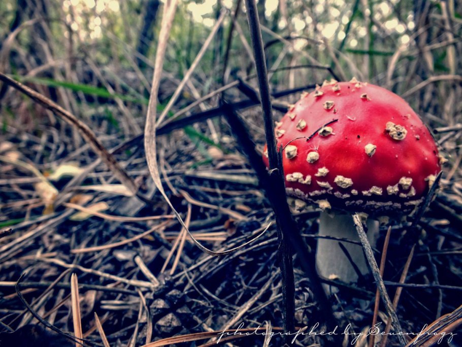 Грибы Лесное чудо