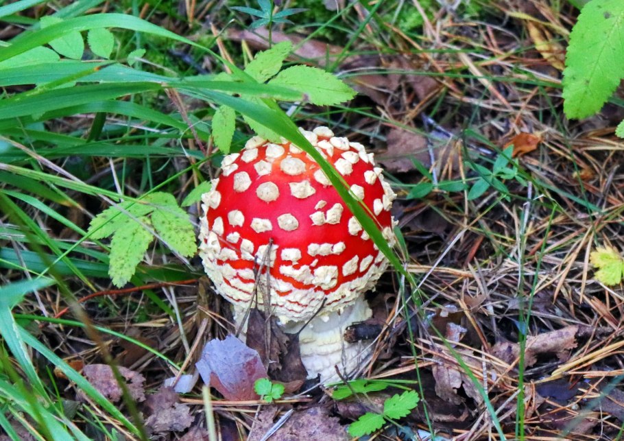 Аманита Мускария коричневые