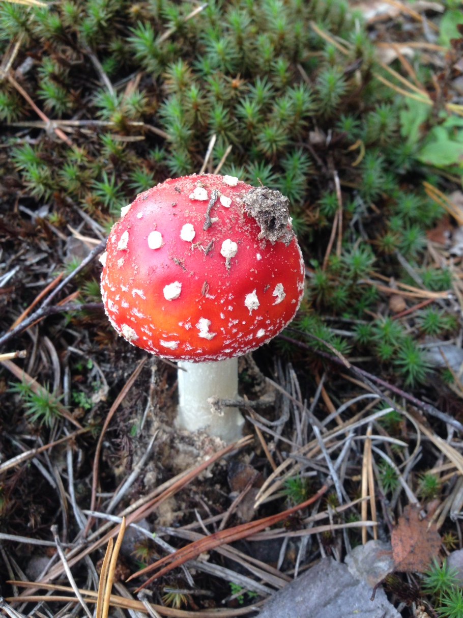 Ложный мухомор