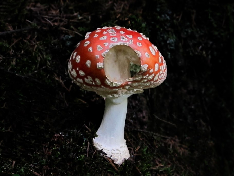 Шишкин мухоморы