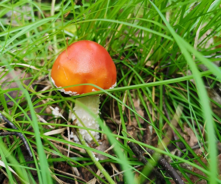 Amanita Tomato