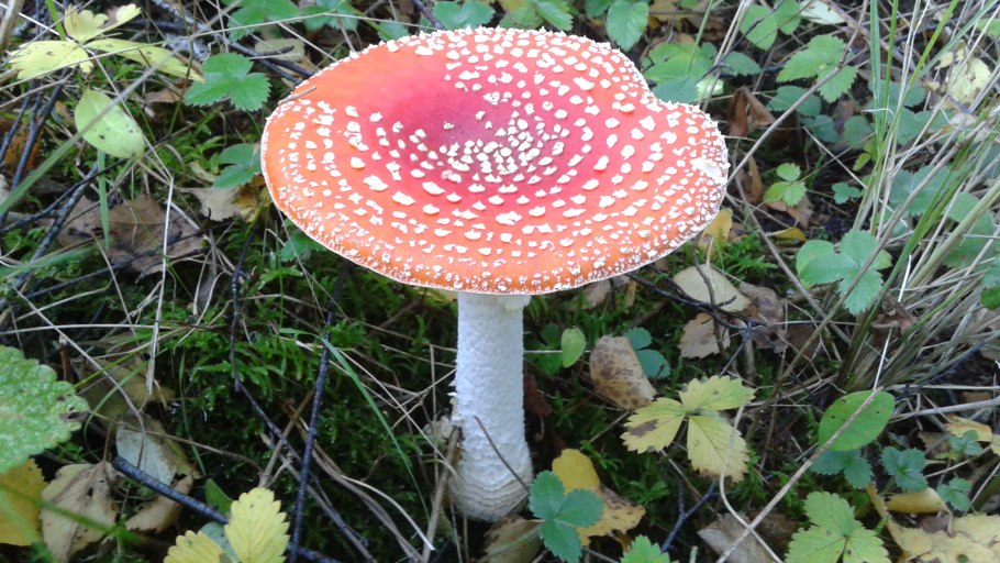 Мухомор красный и пантерный и Королевский