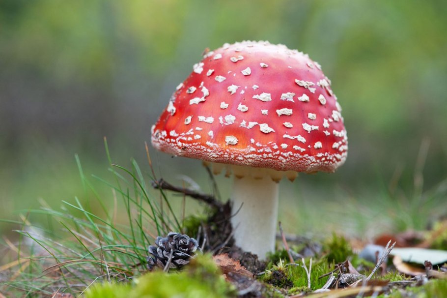 Мухомор с глазами