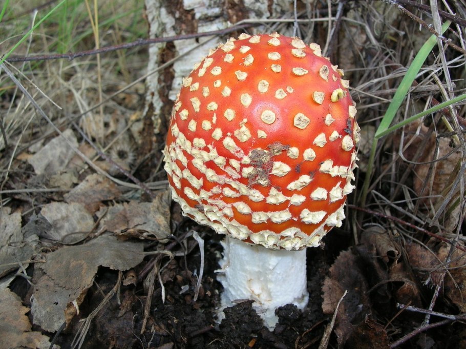 Мухомор конкурс