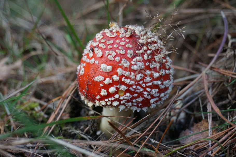 Amanita muscaria Королевские