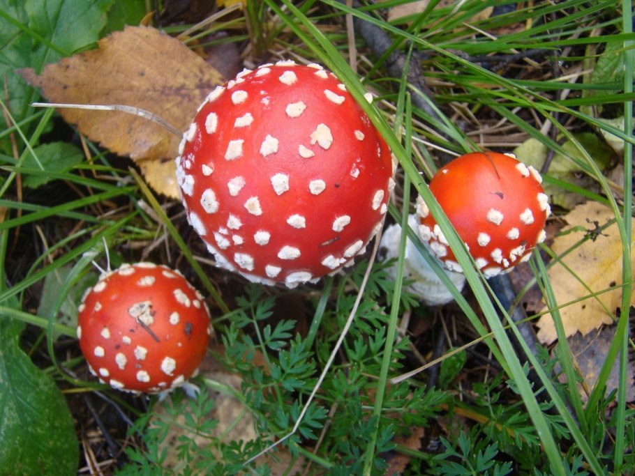 Гриб Amanita Jackson