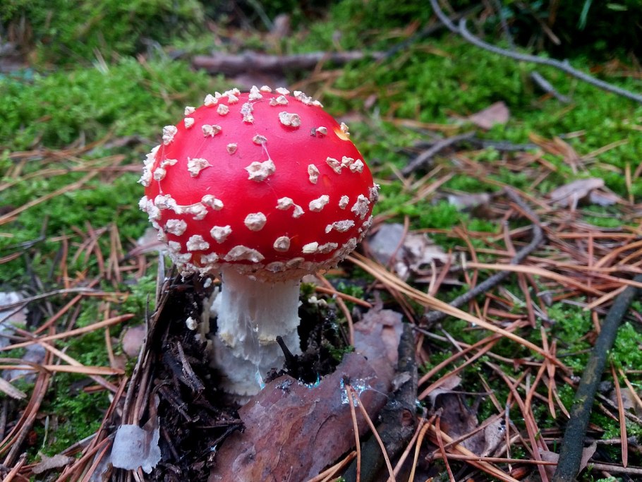Agaricus muscarius — красный мухомор