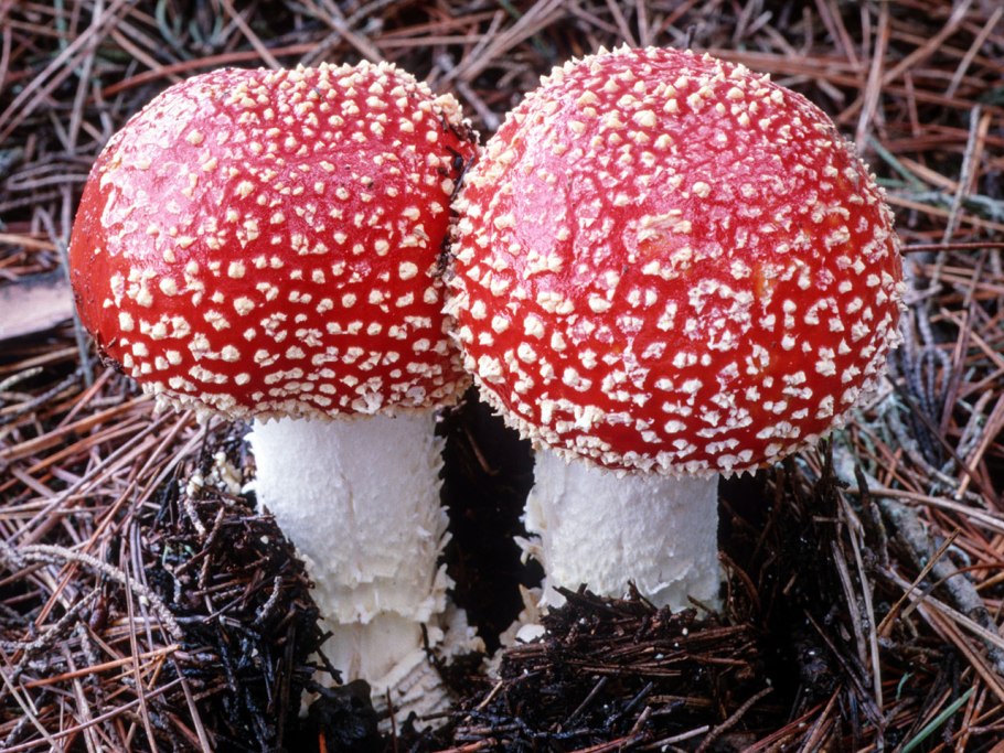 День мухомора