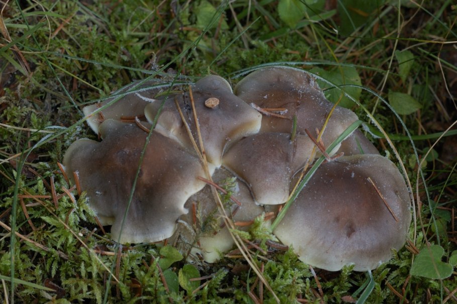 Гриб рядовка обособленная