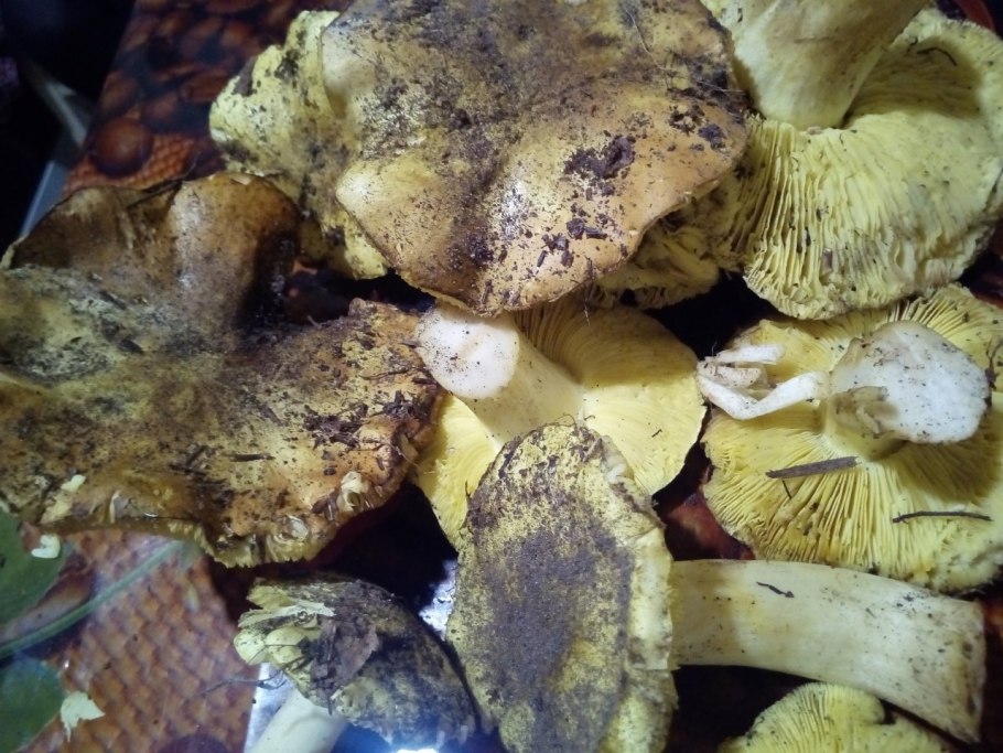 Рядовка мыльная Tricholoma saponaceum
