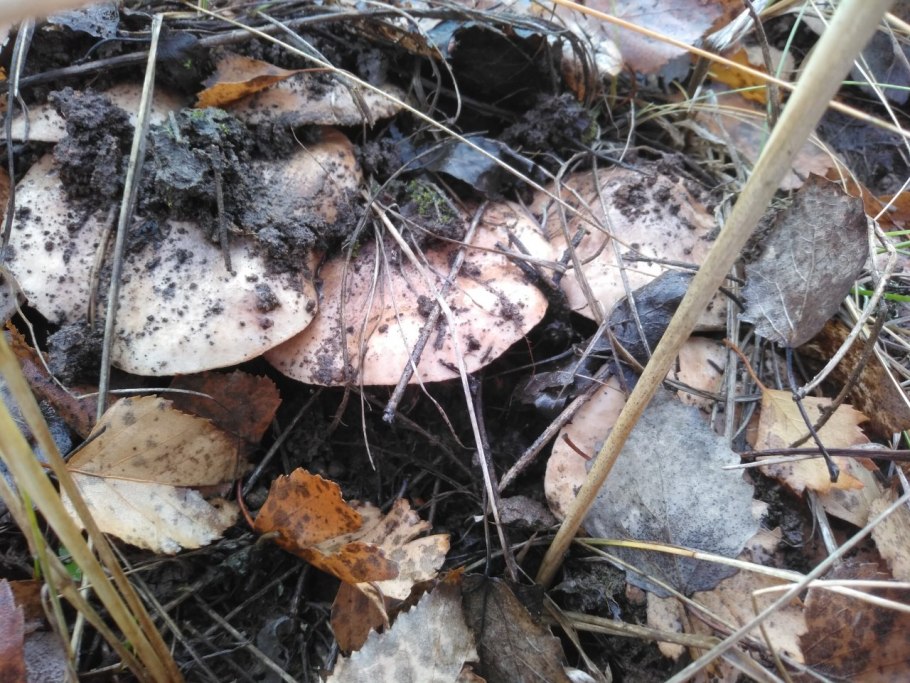 Tricholoma argyraceum