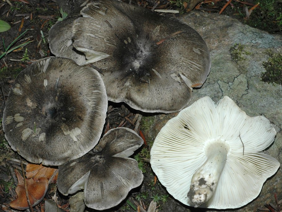 Рядовка опоясанная Tricholoma cingulatum