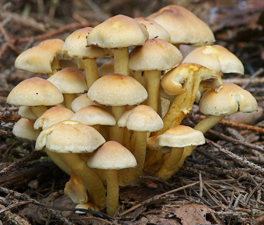 3л. Ложноопенок серно-желтый