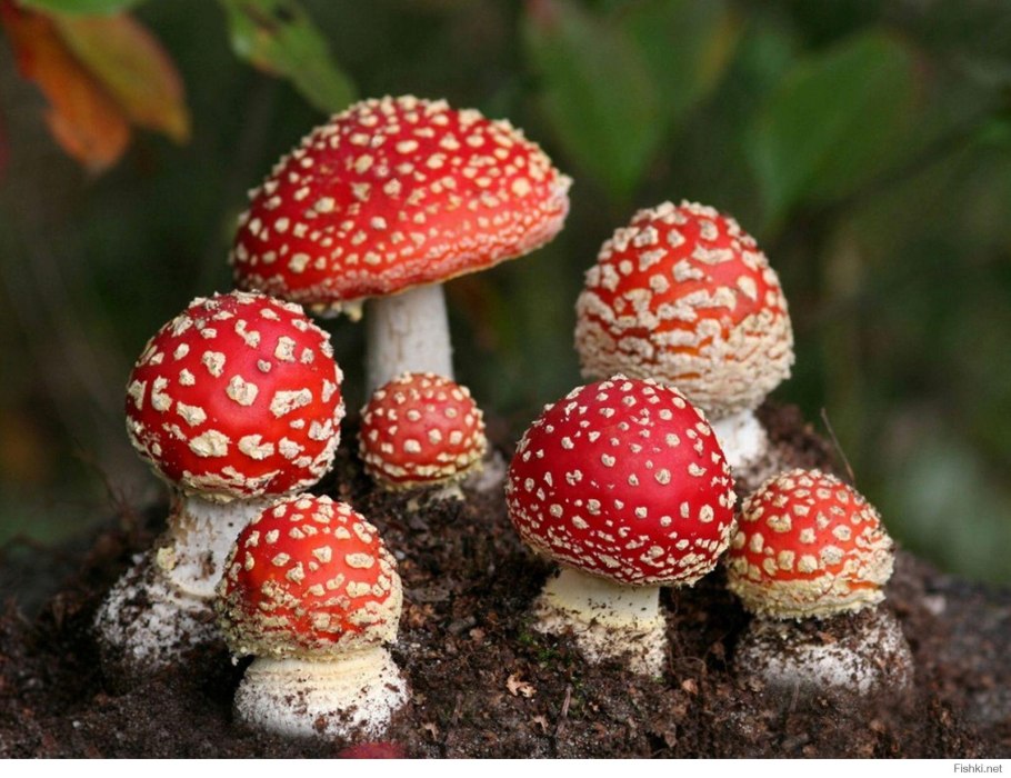 Мухомор Amanita muscaria