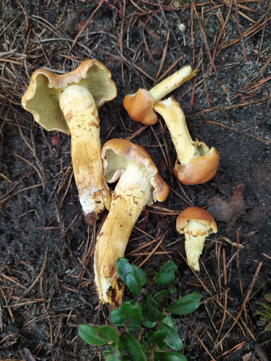 Масленок лиственничный