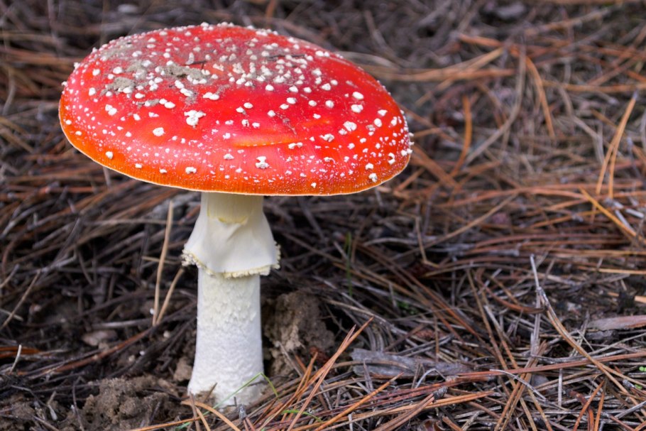 Мухомор Amanita muscaria