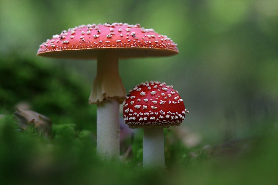 Мухомор Amanita muscaria