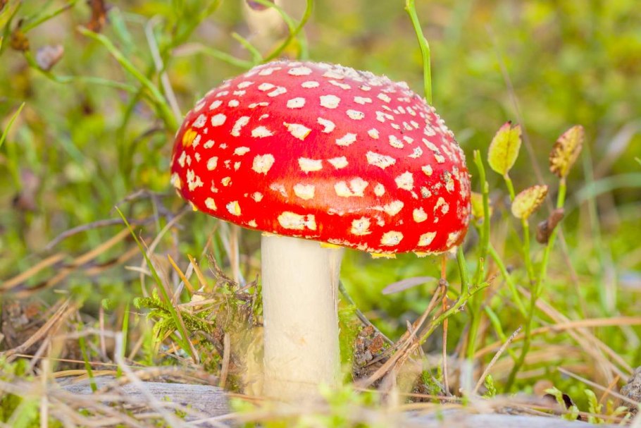 Гриб красный мухомор