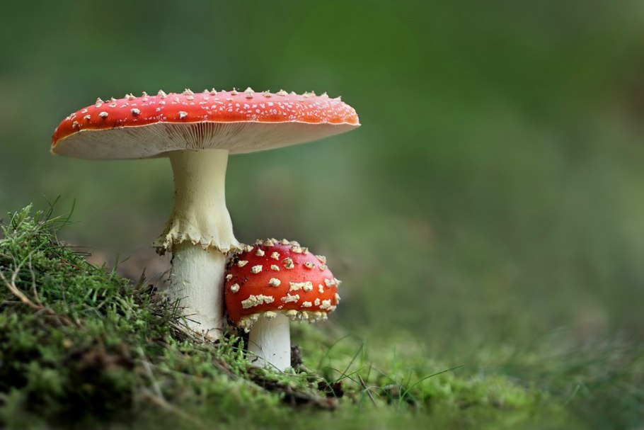 Гриб Amanita muscaria