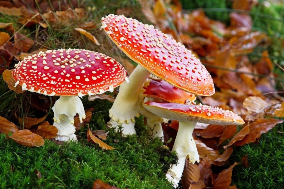 Аманита Мускария