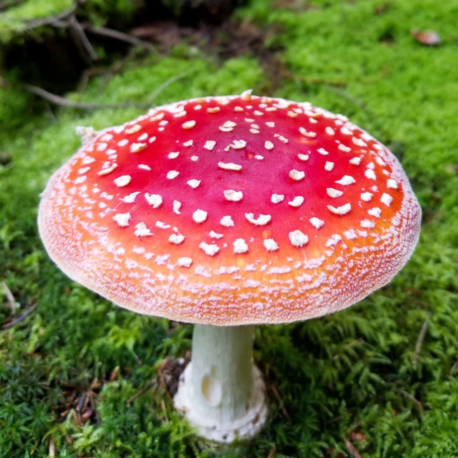 Гриб Amanita muscaria