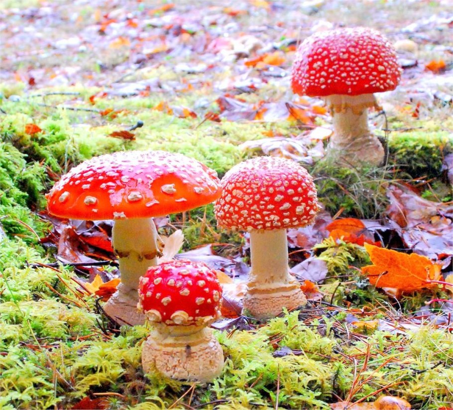 Гриб Amanita muscaria