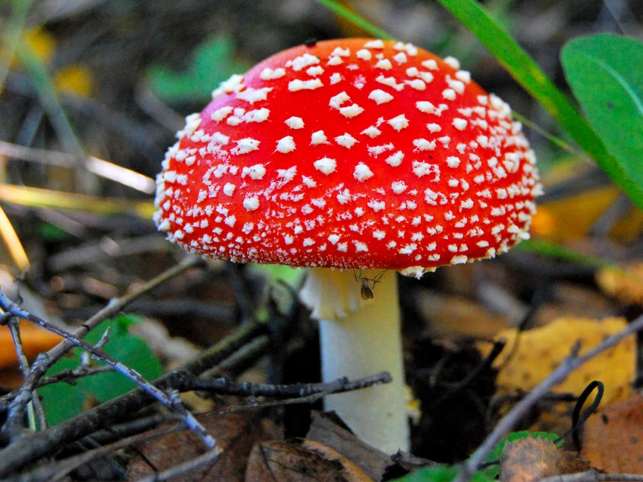 Мухомор Amanita muscaria