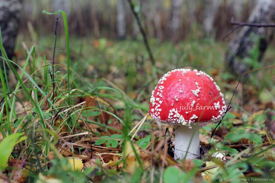 Базидиомикота мухомор – Amanita