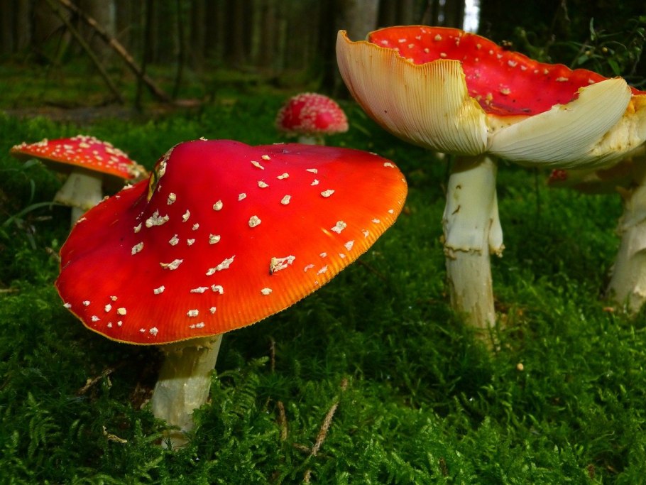 Мухомор красный (Amanita muscaria)