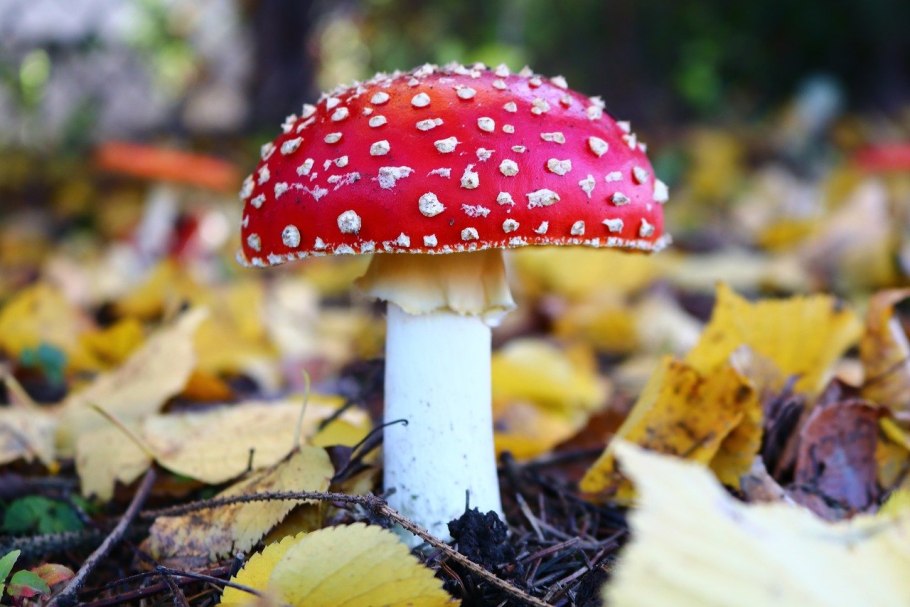 Мухомор Amanita muscaria