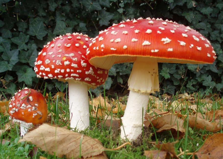 Мухомор Amanita muscaria