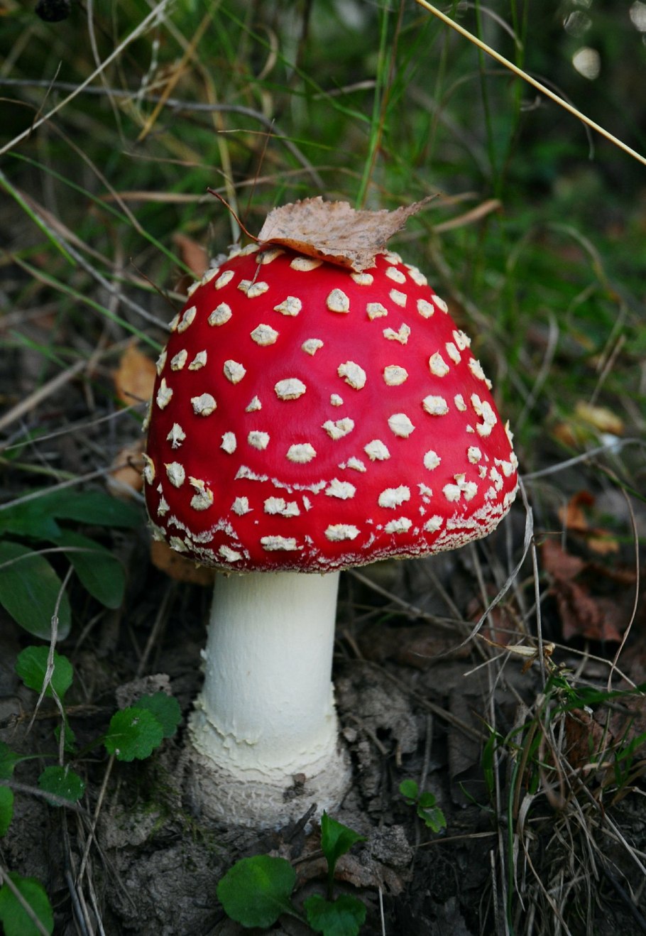 Мухомор мускарин