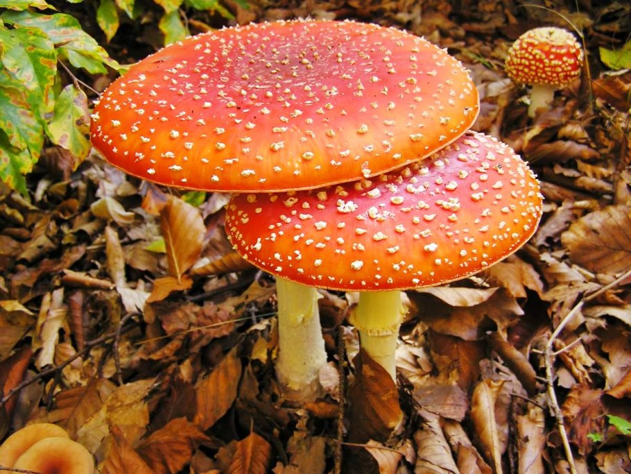 Мухомор красный Аманита Мускария