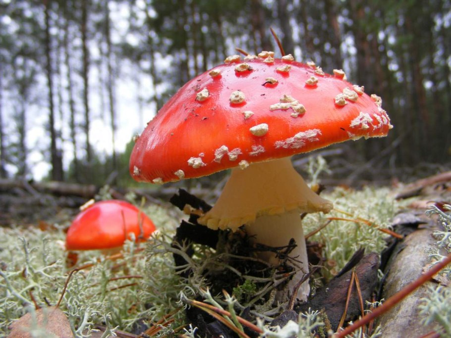 Мухомор Amanita muscaria