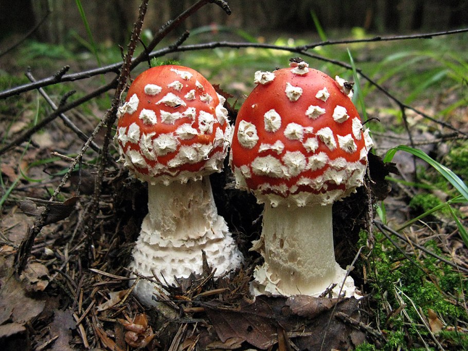 Грибы Аманита Мускария