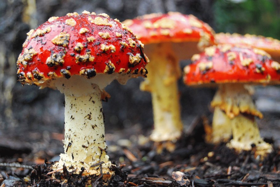 Грибы Аманита Мускария