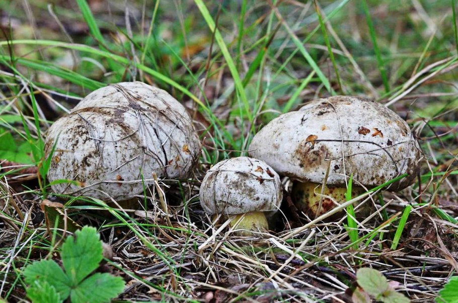Болет укорененный Boletus radicans
