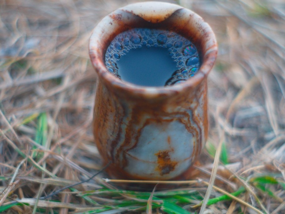 Boletus reticulatus гриб