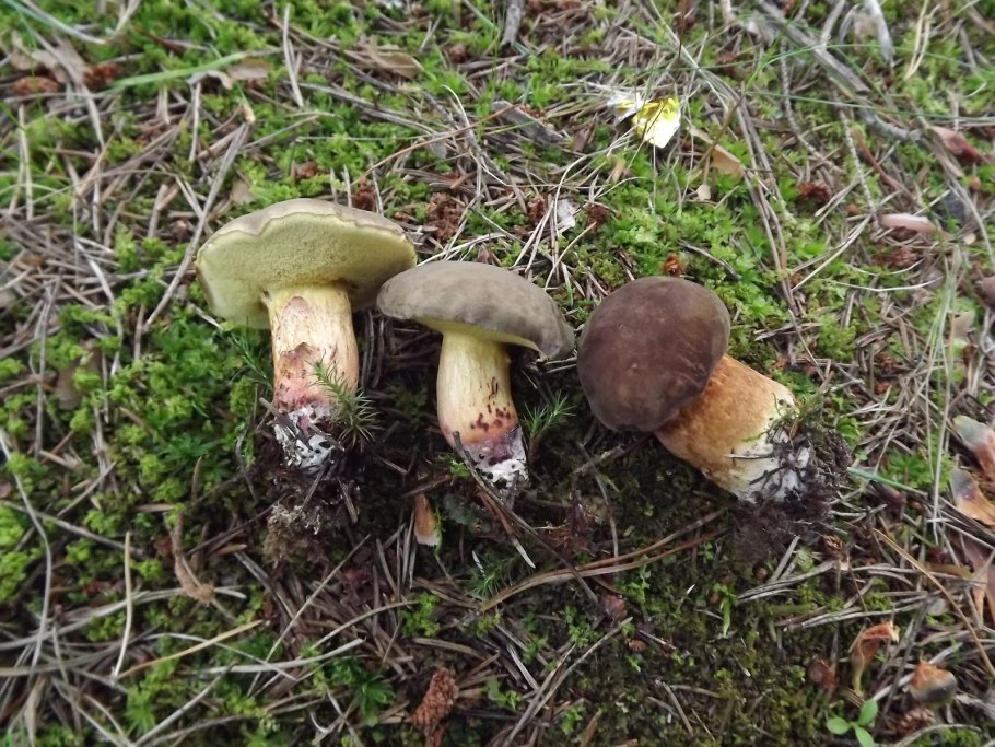 Боровик девичий (Boletus appendiculatus)
