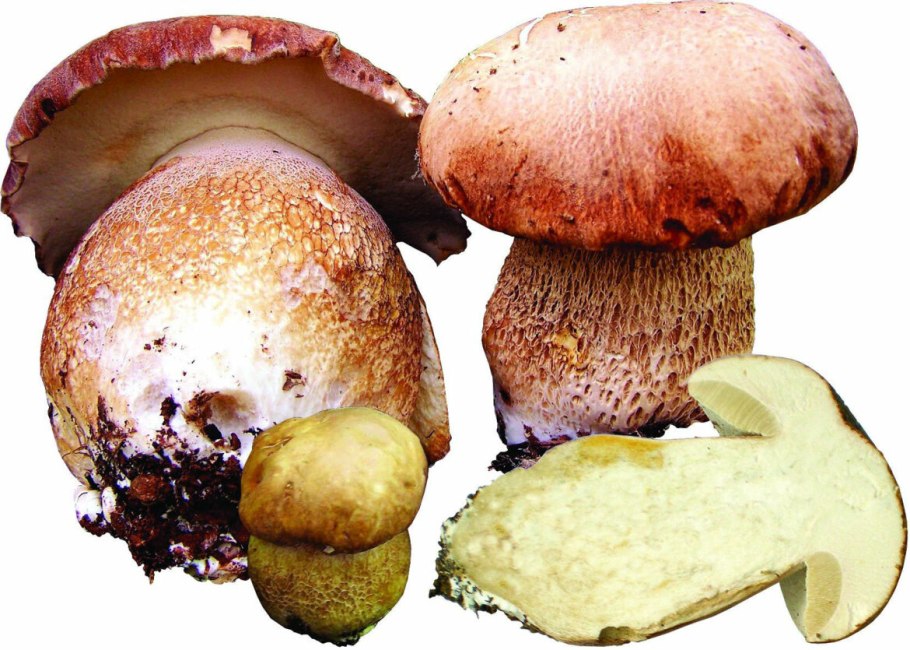Боровик девичий (Boletus appendiculatus)