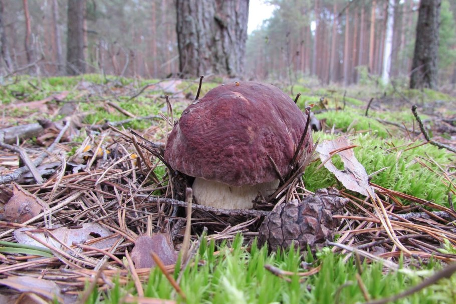 Моховик Боровой