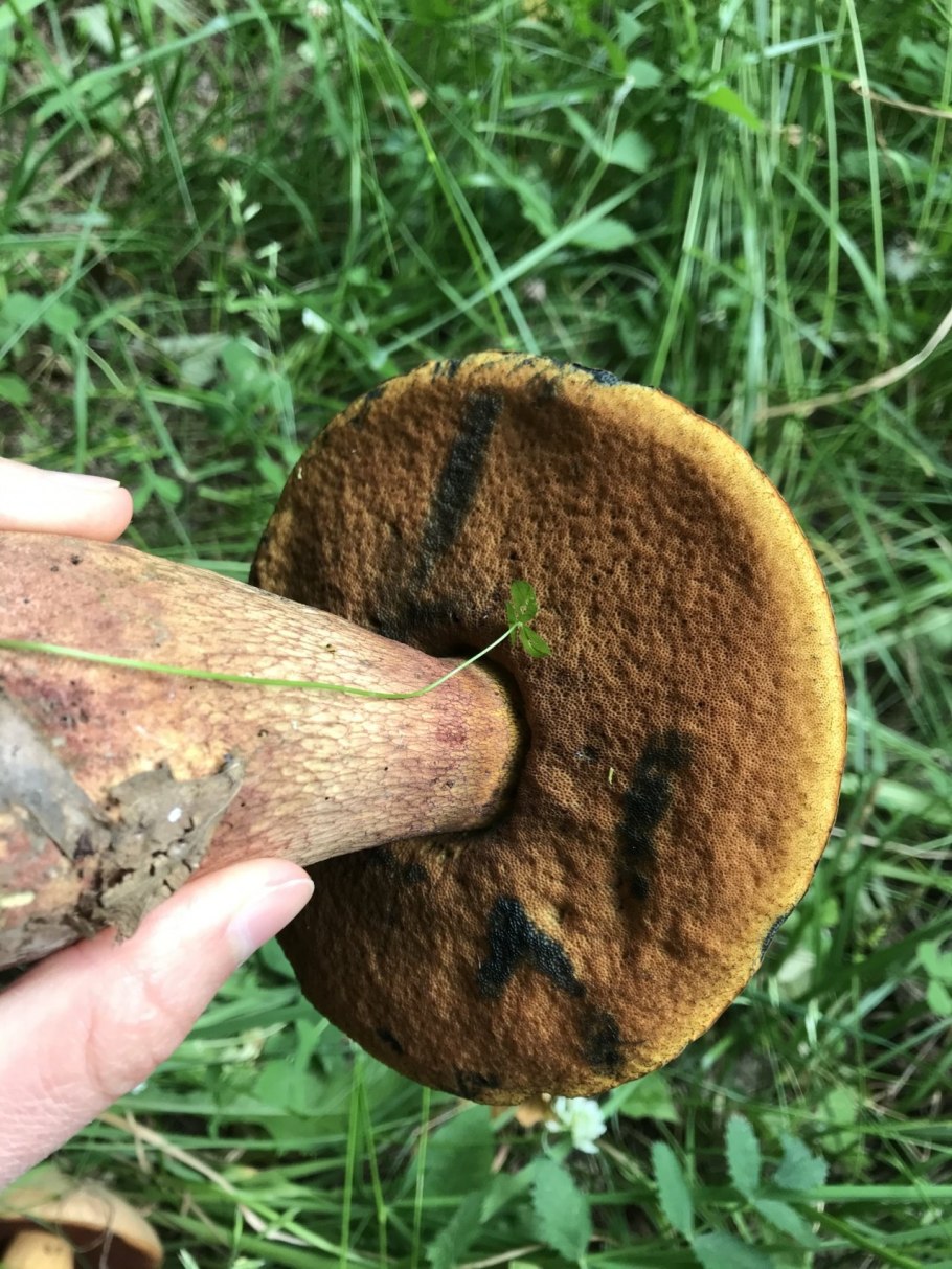 Грибы Зайчата